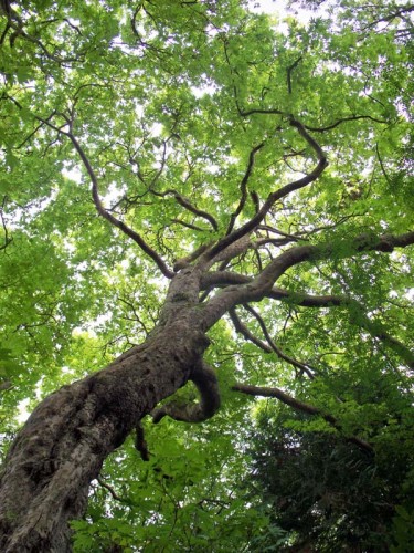 Tree at Coole Park, Ireland